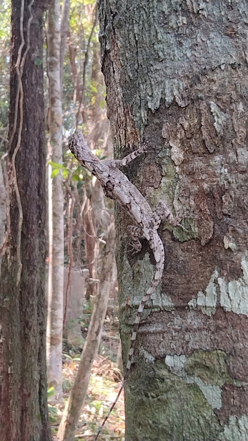 Draco macularus THẰN LẰN BAY ĐỐM<br />
<br />
Draco maculatus (Gray, 1845)<br />
<br />
Dracunculus maculatus Gray, 1845<br />
<br />
Họ: Nh&ocirc;ng Agamidae<br />
<br />
Bộ: C&oacute; vảy Squamata<br />
<br />
Đặc điểm nhận dạng:<br />
<br />
Lo&agrave;i thằn lằn bay nhỏ c&oacute; chiều d&agrave;i th&acirc;n  70,22mm, chiều d&agrave;i đu&ocirc;i 115,8mm. Họng c&oacute; một t&uacute;i da nhỏ, b&igrave;nh thường xếp xu&ocirc;i xuống ngực v&agrave; d&agrave;i đến ngang n&aacute;ch. Hai b&ecirc;n sườn c&oacute; mảng da lớn, ph&iacute;a trước của mảng da bắt đầu từ n&aacute;ch, ph&iacute;a sau của mảng da phủ đến 1/2 đ&ugrave;i. Mảng da dược n&acirc;ng đỡ bởi 5 xương sườn nhỏ. Vảy bụng nhỏ, xếp chồng l&ecirc;n nhau v&agrave; nổi gờ rất r&otilde;. Vảy ở gốc đu&ocirc;i v&agrave; tr&ecirc;n đu&ocirc;i lớn hơn, c&oacute; gờ rất r&otilde;. Vảy tr&ecirc;n lưng, đầu v&agrave; cổ xếp cạnh nhau. Kh&ocirc;ng đều v&agrave; kh&ocirc;ng c&oacute; gờ. Mặt tr&ecirc;n của mảng da từ m&agrave;u cam đến m&agrave;u hồng. Tr&ecirc;n m&agrave;ng da v&agrave; ph&acirc;n tr&ecirc;n lưng c&oacute; c&aacute;c đốm đen nh&ograve;, kh&ocirc;ng đồng đều. Mặt dưới m&agrave;u v&agrave;ng nhạt đến x&aacute;m nhạt. Th&acirc;n m&agrave;u nhạt mốc với c&aacute;c đốm x&aacute;m xẫm m&agrave;u. Draco macularus,Draco maculatus