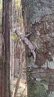 Draco macularus THẰN LẰN BAY ĐỐM

Draco maculatus (Gray, 1845)

Dracunculus maculatus Gray, 1845

Họ: Nhông Agamidae

Bộ: Có vảy Squamata

Đặc điểm nhận dạng:

Loài thằn lằn bay nhỏ có chiều dài thân  70,22mm, chiều dài đuôi 115,8mm. Họng có một túi da nhỏ, bình thường xếp xuôi xuống ngực và dài đến ngang nách. Hai bên sườn có mảng da lớn, phía trước của mảng da bắt đầu từ nách, phía sau của mảng da phủ đến 1/2 đùi. Mảng da dược nâng đỡ bởi 5 xương sườn nhỏ. Vảy bụng nhỏ, xếp chồng lên nhau và nổi gờ rất rõ. Vảy ở gốc đuôi và trên đuôi lớn hơn, có gờ rất rõ. Vảy trên lưng, đầu và cổ xếp cạnh nhau. Không đều và không có gờ. Mặt trên của mảng da từ màu cam đến màu hồng. Trên màng da và phân trên lưng có các đốm đen nhò, không đồng đều. Mặt dưới màu vàng nhạt đến xám nhạt. Thân màu nhạt mốc với các đốm xám xẫm màu. Draco macularus,Draco maculatus