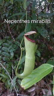 Nepenthes mirabilis, Vietnam Một loài cây nắp ấm phân bố rộng ở Việt Nam.  Common Swamp Pitcher-Plant,Geotagged,Nepenthes mirabilis,Vietnam