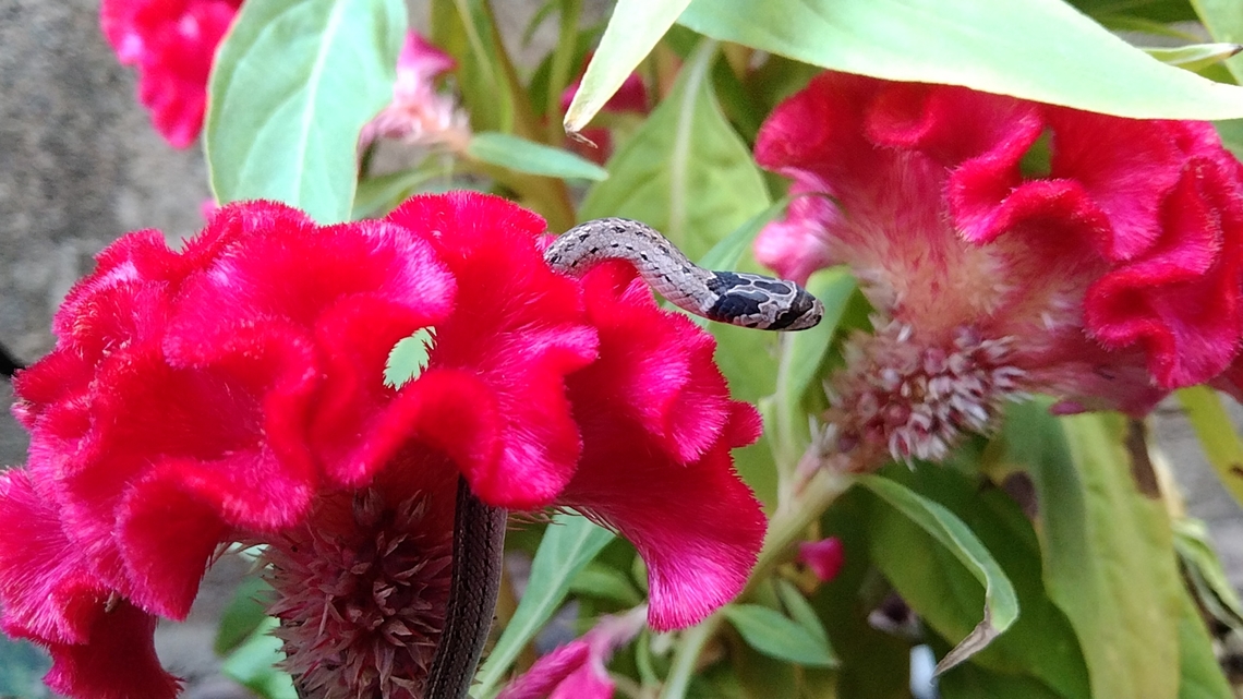 Oligodon taeniatus Lo&agrave;i rắn săn mồi ban ng&agrave;y v&agrave; đ&ecirc;m tr&ecirc;n mặt đất ở nhiều kiểu sinh cảnh kh&aacute;c nhau. Từ v&ugrave;ng thường xanh cho đến c&aacute;c khu vực đất n&ocirc;ng nghiệp hay c&aacute;c khu vực đ&ocirc; thị hoang h&oacute;a. Thức ăn l&agrave; c&aacute;c lo&agrave;i ếch nh&aacute;i, th&uacute; gặm nhấm nhỏ, đ&ocirc;i khi ch&uacute;ng ăn cả trứng chim.<br />
Lo&agrave;i rắn Khiếm Vạch n&agrave;y kh&ocirc;ng c&oacute; nọc độc, nhưng c&aacute; thể trưởng th&agrave;nh c&oacute; cấu tạo răng rất b&eacute;n. Ch&uacute;ng được mệnh danh l&agrave; Kurri Snake. Geotagged,Oligodon taeniatus,Vietnam,Winter