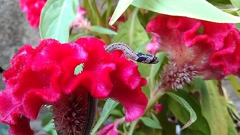 Oligodon taeniatus Loài rắn săn mồi ban ngày và đêm trên mặt đất ở nhiều kiểu sinh cảnh khác nhau. Từ vùng thường xanh cho đến các khu vực đất nông nghiệp hay các khu vực đô thị hoang hóa. Thức ăn là các loài ếch nhái, thú gặm nhấm nhỏ, đôi khi chúng ăn cả trứng chim.
Loài rắn Khiếm Vạch này không có nọc độc, nhưng cá thể trưởng thành có cấu tạo răng rất bén. Chúng được mệnh danh là Kurri Snake. Geotagged,Oligodon taeniatus,Vietnam,Winter