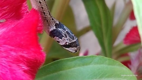 Striped Kukri Snake  Oligodon taeniatus,Striped Kukri Snake