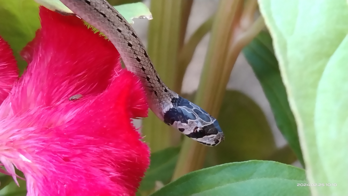 Oligodon taeniatus Lo&agrave;i rắn săn mồi ban ng&agrave;y v&agrave; đ&ecirc;m tr&ecirc;n mặt đất ở nhiều kiểu sinh cảnh kh&aacute;c nhau. Từ v&ugrave;ng thường xanh cho đến c&aacute;c khu vực đất n&ocirc;ng nghiệp hay c&aacute;c khu vực đ&ocirc; thị hoang h&oacute;a. Thức ăn l&agrave; c&aacute;c lo&agrave;i ếch nh&aacute;i, th&uacute; gặm nhấm nhỏ, đ&ocirc;i khi ch&uacute;ng ăn cả trứng chim. #Oligodon,Geotagged,Oligodon taeniatus,Vietnam,Winter