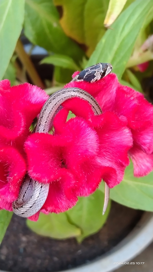 Oligodon taeniatus  Oligodon taeniatus,Striped Kukri Snake,Striped kukri snake