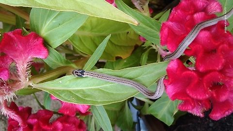 Oligodon taeniatus Lo&agrave;i rắn săn mồi ban ng&agrave;y v&agrave; đ&ecirc;m tr&ecirc;n mặt đất ở nhiều kiểu sinh cảnh kh&aacute;c nhau. Từ v&ugrave;ng thường xanh cho đến c&aacute;c khu vực đất n&ocirc;ng nghiệp hay c&aacute;c khu vực đ&ocirc; thị hoang h&oacute;a. Thức ăn l&agrave; c&aacute;c lo&agrave;i ếch nh&aacute;i, th&uacute; gặm nhấm nhỏ, đ&ocirc;i khi ch&uacute;ng ăn cả trứng chim. Geotagged,Vietnam,Winter