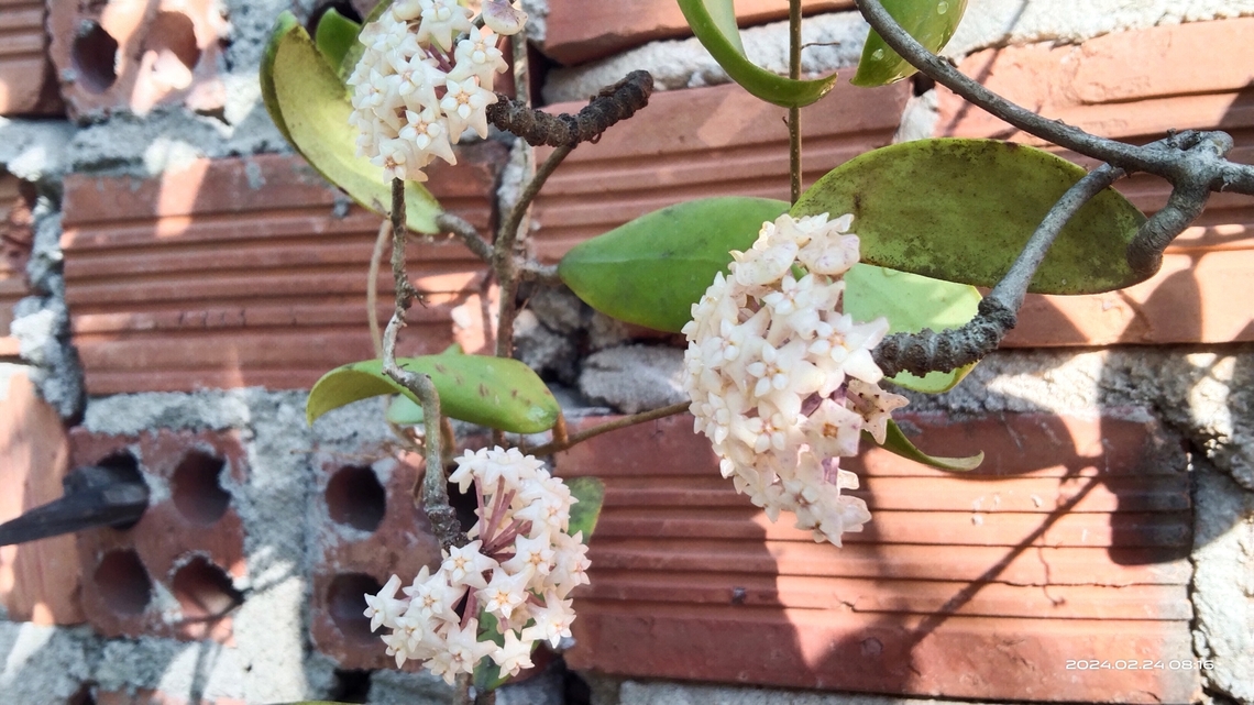 Hoya verticillata - Hoya verticillata l&agrave; một lo&agrave;i thực vật biểu sinh d&acirc;y leo thuộc họ Apocynaceae.<br />
- Hoya verticillata c&oacute; nguồn gốc từ c&aacute;c nước ch&acirc;u &Acirc;u v&agrave; ch&acirc;u &Aacute;.<br />
- Cụm hoa gồm nhiều hoa mọc th&agrave;nh ch&ugrave;m ở t&aacute;n.<br />
<br />
- Cụm hoa c&oacute; m&agrave;u xanh, h&igrave;nh ng&ocirc;i sao, ở giữa m&agrave;u trắng. Geotagged,Hoya verticillata,Vietnam,Winter