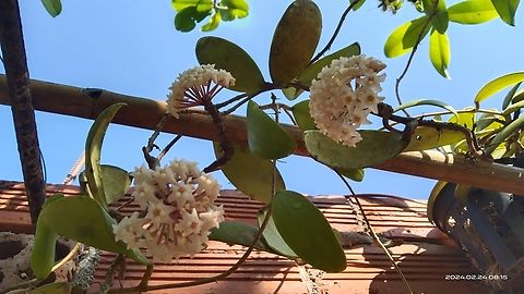 Hoya verticillata - Hoya verticillata là một loài thực vật biểu sinh dây leo thuộc họ Apocynaceae.

- Hoya verticillata có nguồn gốc từ các nước châu Âu và châu Á.

- Cụm hoa gồm nhiều hoa mọc thành chùm ở tán.

- Cụm hoa có màu xanh, hình ngôi sao, ở giữa màu trắng. Hoya verticillata
