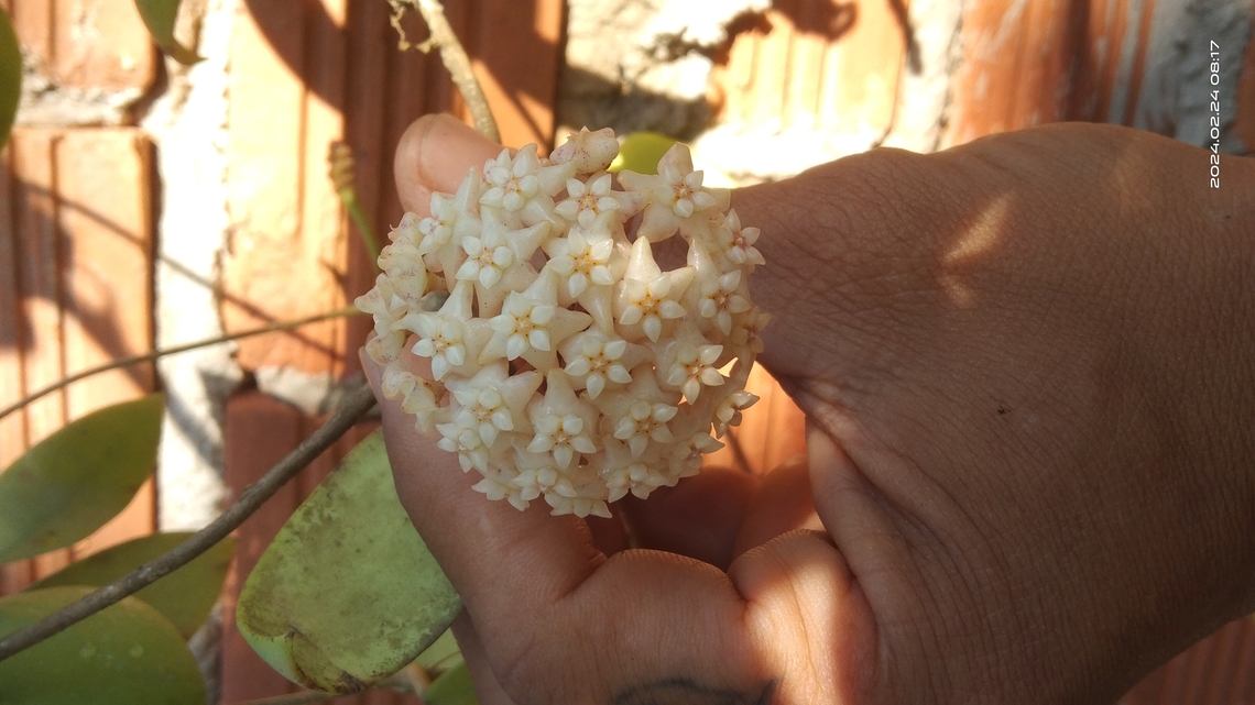 Hoya verticillata - Hoya verticillata l&agrave; một lo&agrave;i thực vật biểu sinh d&acirc;y leo thuộc họ Apocynaceae.<br />
<br />
- Hoya verticillata c&oacute; nguồn gốc từ c&aacute;c nước ch&acirc;u &Acirc;u v&agrave; ch&acirc;u &Aacute;.<br />
<br />
- Cụm hoa gồm nhiều hoa mọc th&agrave;nh ch&ugrave;m ở t&aacute;n.<br />
<br />
- Cụm hoa c&oacute; m&agrave;u xanh, h&igrave;nh ng&ocirc;i sao, ở giữa m&agrave;u trắng. Geotagged,Hoya verticillata,Vietnam,Winter
