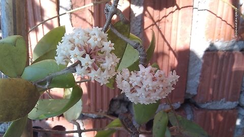 Hoya verticillata - Hoya verticillata là một loài thực vật biểu sinh dây leo thuộc họ Apocynaceae.

- Hoya verticillata có nguồn gốc từ các nước châu Âu và châu Á.

- Cụm hoa gồm nhiều hoa mọc thành chùm ở tán.

- Cụm hoa có màu xanh, hình ngôi sao, ở giữa màu trắng. Hoya verticillata