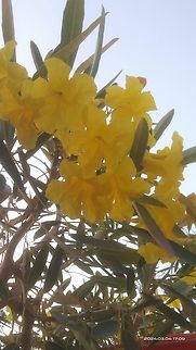 Tabebuia aurea - Kèn Bạc Hoa Vàng Danh pháp khoa học: Tabebuia aurea, đồng nghĩa: Tabebuia argentea hoặc Tabebuia caraiba), tên tiếng Anh là Caribbean Trumpet Tree, Silver Trumpet Tree, Yellow Tabebuia. Loài này được (Silva Manso) Benth. & Hook.f. ex S.Moore mô tả khoa học đầu tiên năm 1895.
 
Đây là loại cây cảnh trồng phổ biến ở các vùng nhiệt đới và cận nhiệt đới nhờ hoa đẹp rực rỡ nở trên cành trụi lá vào cuối mùa khô. #Tabebuia,Geotagged,Tabebuia aurea,Vietnam,Winter,Yellow Trumpet-Tree