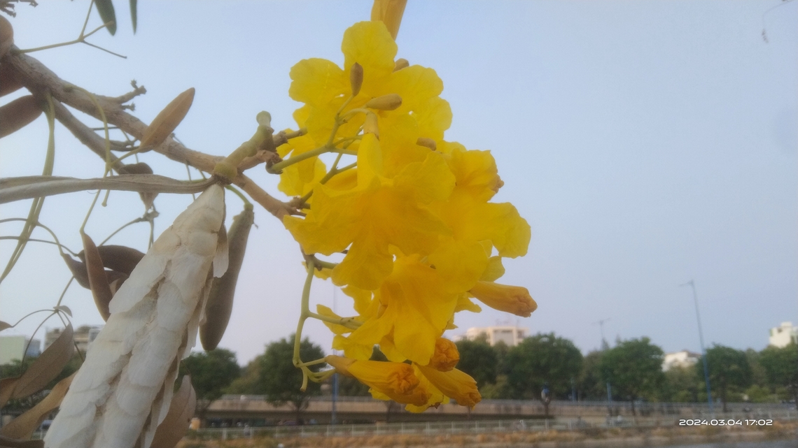 Tabebuia aurea Danh ph&aacute;p khoa học: Tabebuia aurea, đồng nghĩa: Tabebuia argentea hoặc Tabebuia caraiba), t&ecirc;n tiếng Anh l&agrave; Caribbean Trumpet Tree, Silver Trumpet Tree, Yellow Tabebuia. Lo&agrave;i n&agrave;y được (Silva Manso) Benth. &amp; Hook.f. ex S.Moore m&ocirc; tả khoa học đầu ti&ecirc;n năm 1895.<br />
 <br />
Đ&acirc;y l&agrave; loại c&acirc;y cảnh trồng phổ biến ở c&aacute;c v&ugrave;ng nhiệt đới v&agrave; cận nhiệt đới nhờ hoa đẹp rực rỡ nở tr&ecirc;n c&agrave;nh trụi l&aacute; v&agrave;o cuối m&ugrave;a kh&ocirc;. #Tabebuia,Geotagged,Tabebuia aurea,Vietnam,Winter,Yellow Trumpet-Tree
