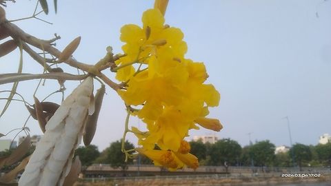 Tabebuia aurea Danh pháp khoa học: Tabebuia aurea, đồng nghĩa: Tabebuia argentea hoặc Tabebuia caraiba), tên tiếng Anh là Caribbean Trumpet Tree, Silver Trumpet Tree, Yellow Tabebuia. Loài này được (Silva Manso) Benth. & Hook.f. ex S.Moore mô tả khoa học đầu tiên năm 1895.
 
Đây là loại cây cảnh trồng phổ biến ở các vùng nhiệt đới và cận nhiệt đới nhờ hoa đẹp rực rỡ nở trên cành trụi lá vào cuối mùa khô. #Tabebuia,Geotagged,Tabebuia aurea,Vietnam,Winter,Yellow Trumpet-Tree