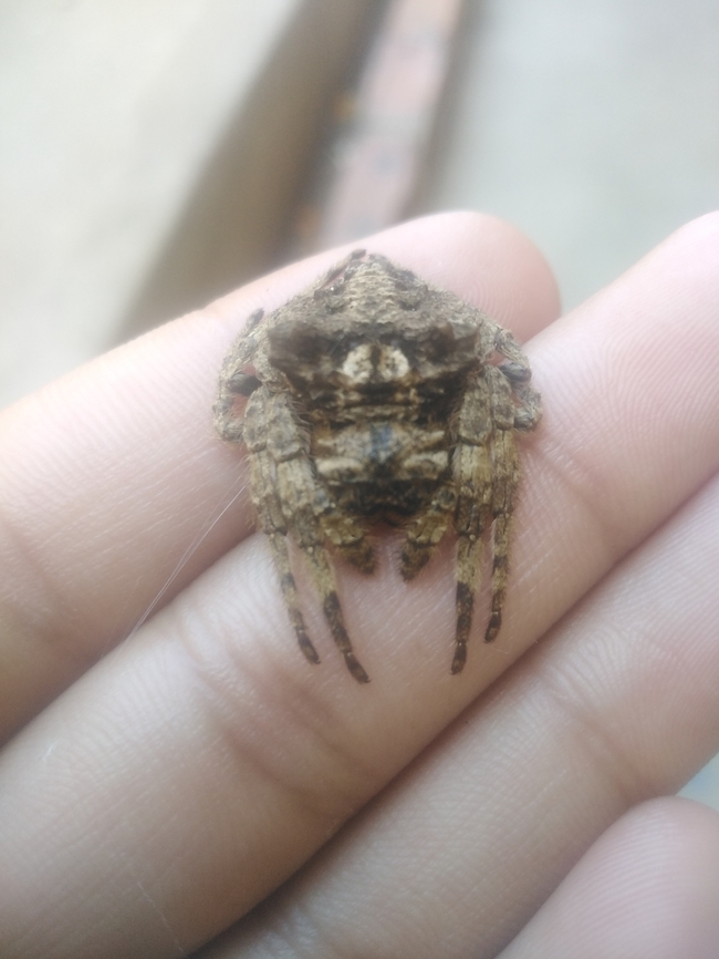 Bark horned spider