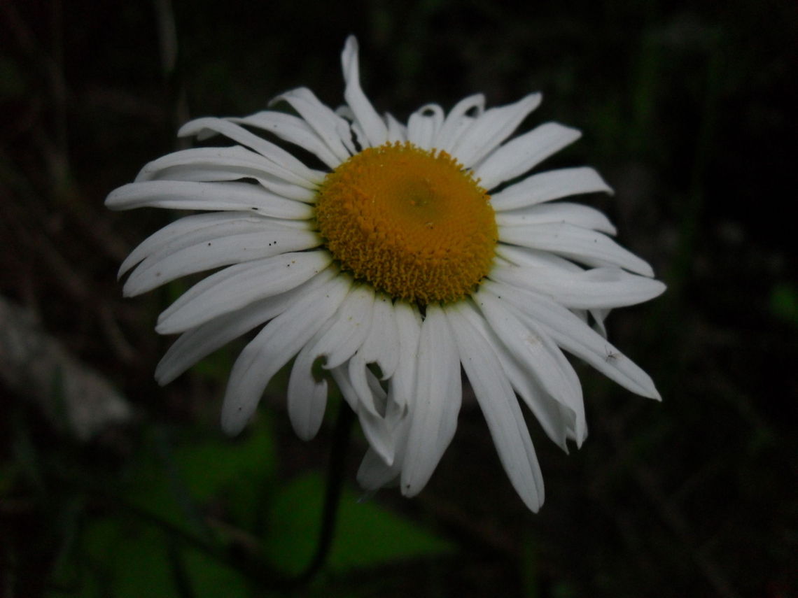 White Daisy A simple picture of a flower I found in the woods. Flowers,Leucanthemum vulgare,Ox-eye daisy
