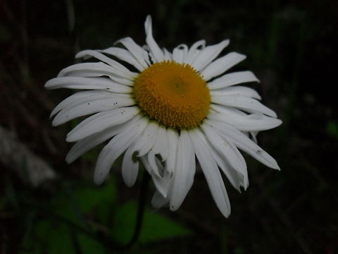 White Daisy A simple picture of a flower I found in the woods. Flowers,Leucanthemum vulgare,Ox-eye daisy