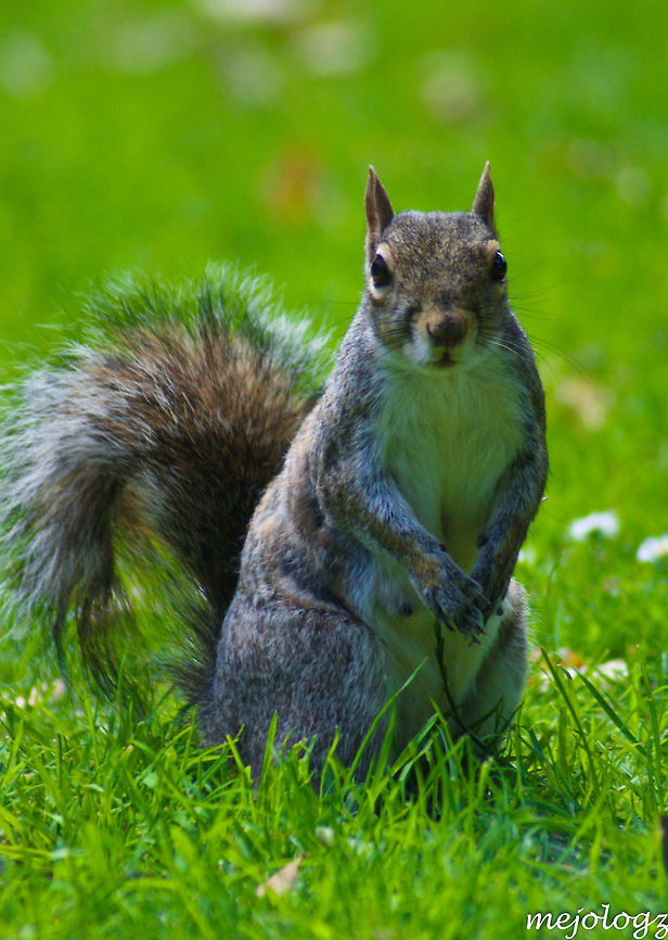 Squirrel staring at the camera A brown/grey squirrel curiously looks into the camera. Eastern gray squirrel,Sciuridae,Sciurus carolinensis,Squirrel