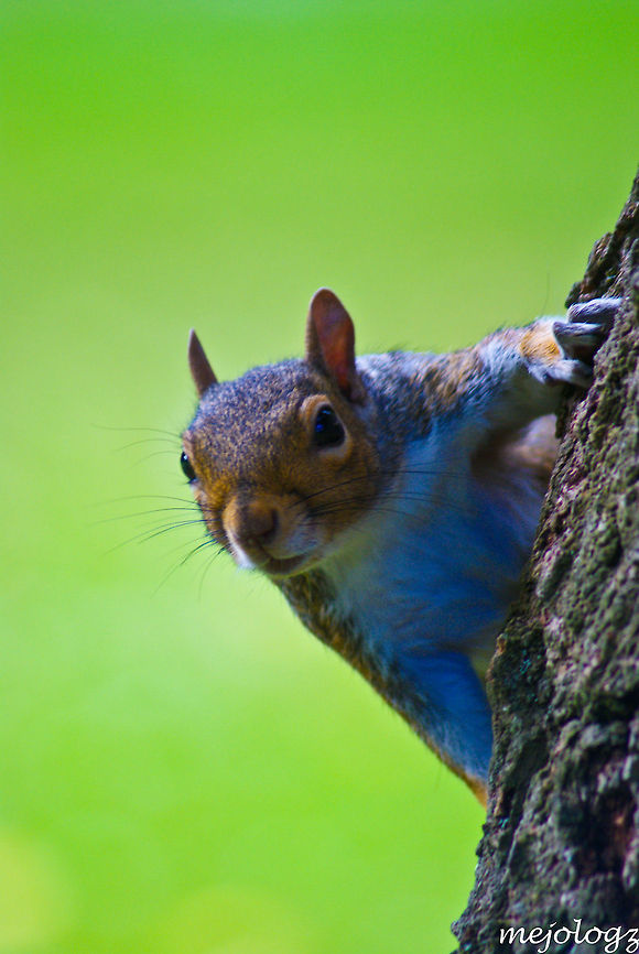 Squirrel on the lookout Closeup of a squirrel carefully observing his environment from the safety of a tree. Eastern gray squirrel,Sciuridae,Sciurus carolinensis,Squirrel