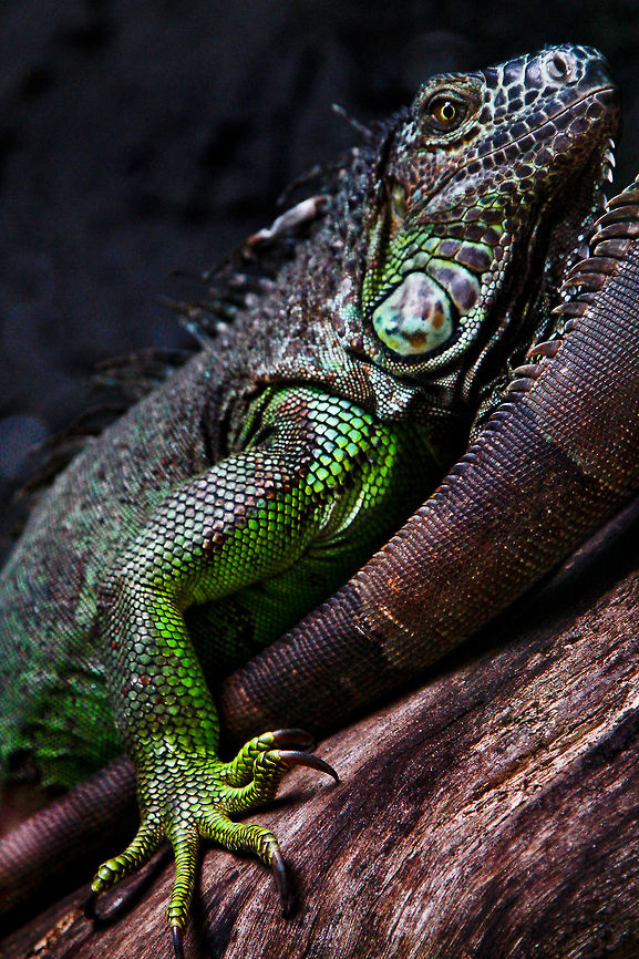 Iguana  Green Iguana,Iguana iguana,lizard