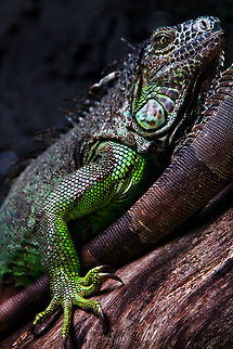 Iguana  Green Iguana,Iguana iguana,lizard