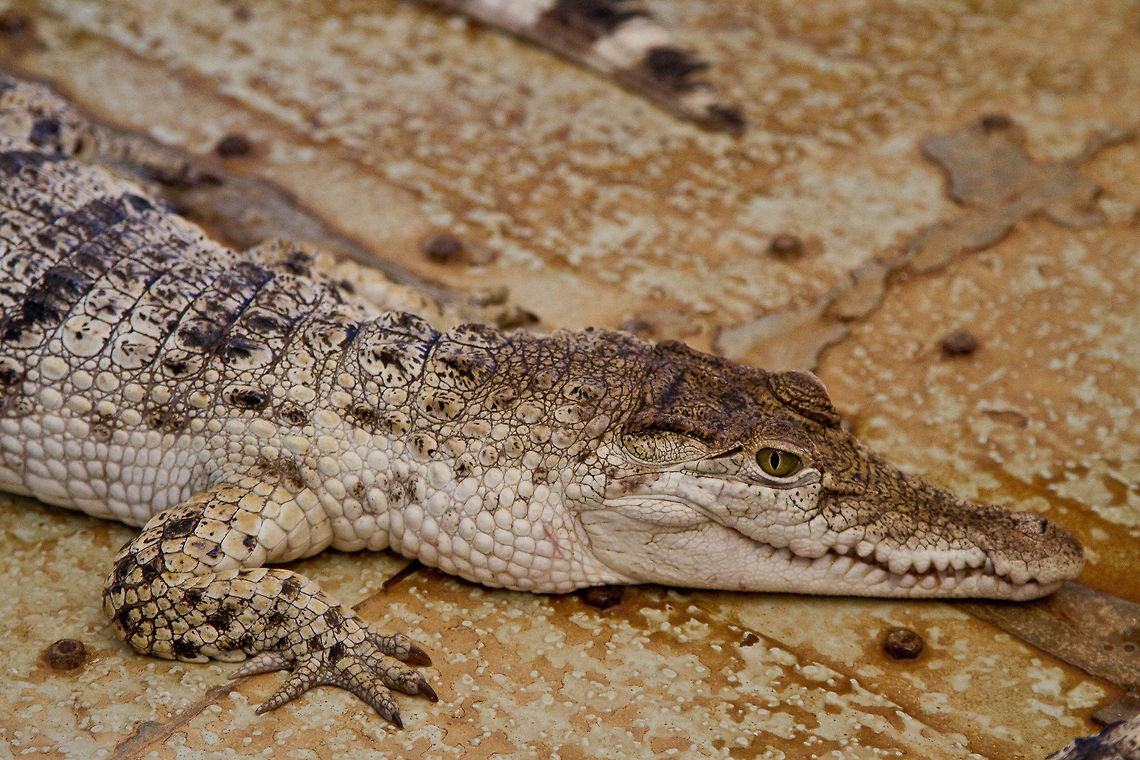 A juvenile Philippine Crocodile The Philippine crocodile (Crocodylus mindorensis) Crocodylus mindorensis,Philippine Crocodile,crocodile Philippines