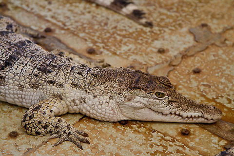 A juvenile Philippine Crocodile The Philippine crocodile (Crocodylus mindorensis) Crocodylus mindorensis,Philippine Crocodile,crocodile Philippines