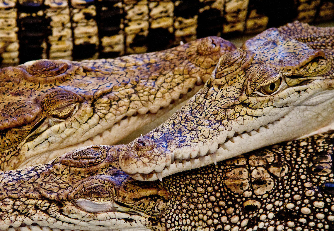 Crocs The Philippine crocodile (Crocodylus mindorensis) Crocodylus mindorensis,Philippine Crocodile,Philippines crocodile