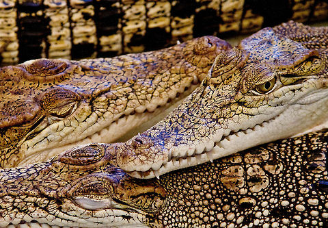 Crocs The Philippine crocodile (Crocodylus mindorensis) Crocodylus mindorensis,Philippine Crocodile,Philippines crocodile