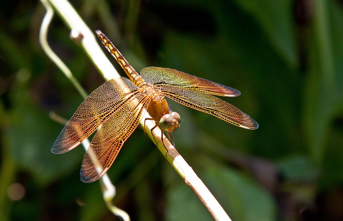 Dragonfly  Dragonfly,Neurothemis terminata