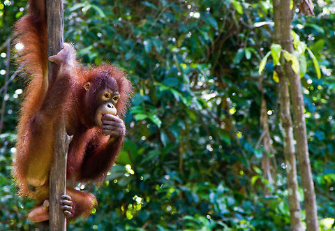 Bornean orangutan Borneo Bornean orangutan,Orangutan,Pongo pygmaeus