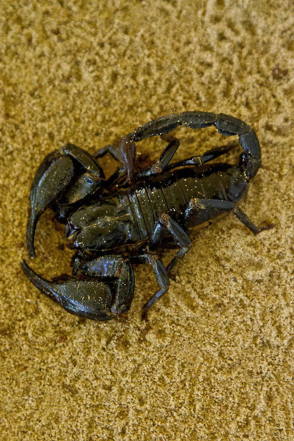 Scorpion  Heterometrus laoticus,scorpion