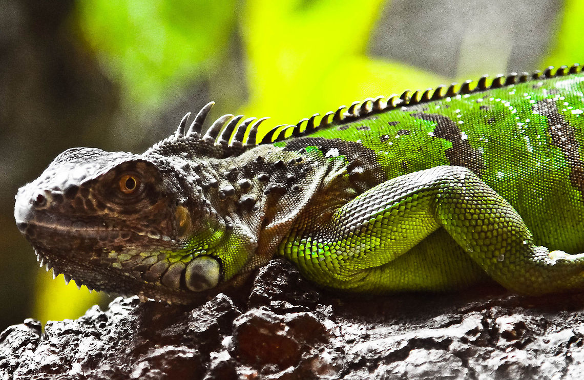 The look of...  Green Iguana,Iguana iguana,lizard
