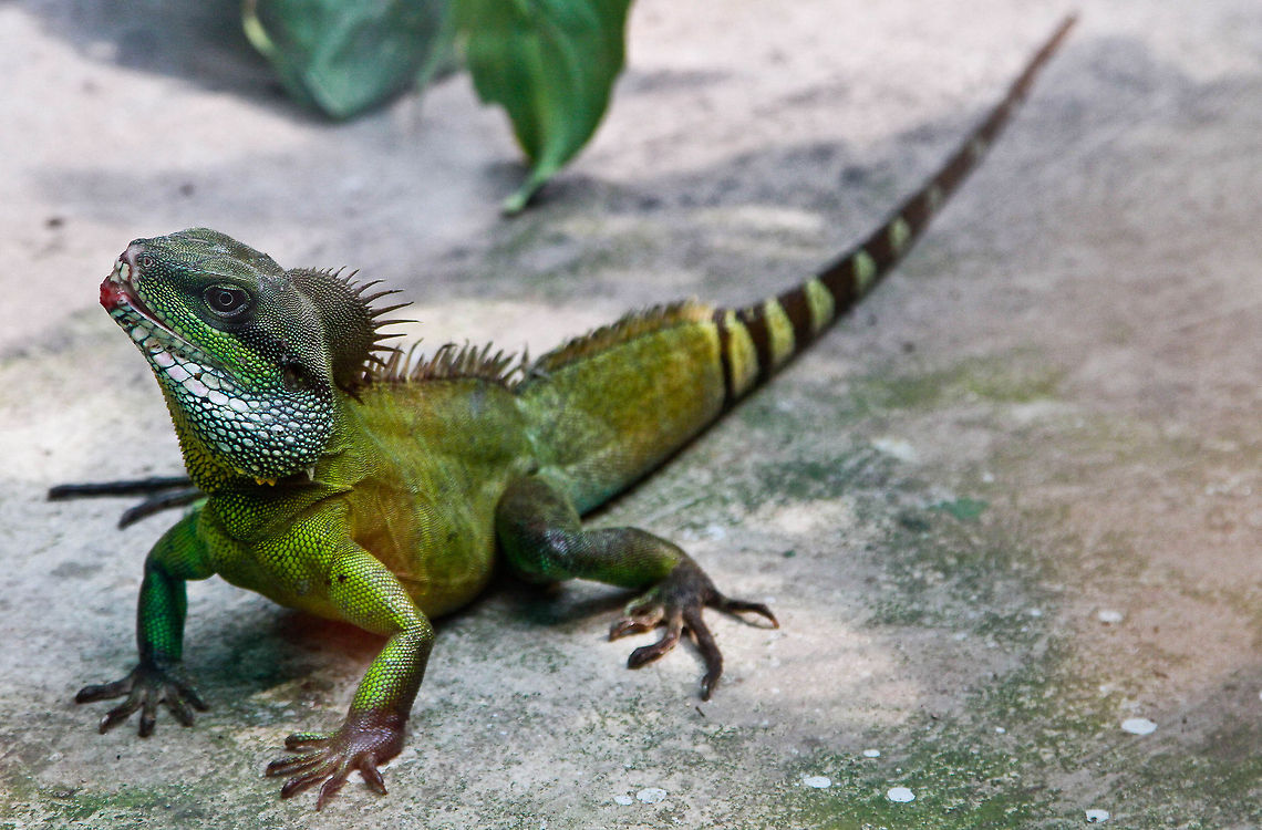 Is that you  Chinese Water Dragon,Physignathus cocincinus,lizard