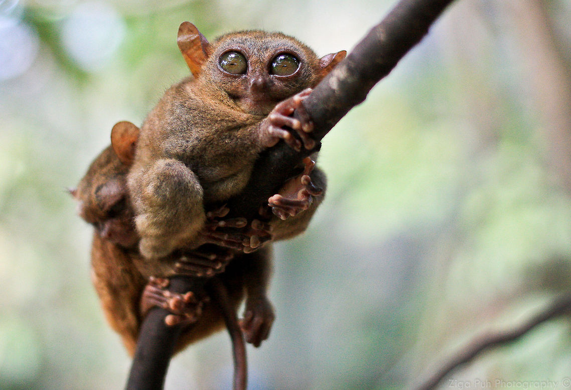 Philippine Tarsier Philippine Tarsier<br />
<br />
The Philippine Tarsier is a member of approximately 45 million years old FamilyTarsiidae. And it has been called "the world's smallest monkey" or "smallest primate" by locals before. It measures only about 85 to 160 millimetres (3.35 to 6.30 in) in height. Carlito syrichta,Monkeys,Philippine tarsier,philippines tarsier monkey