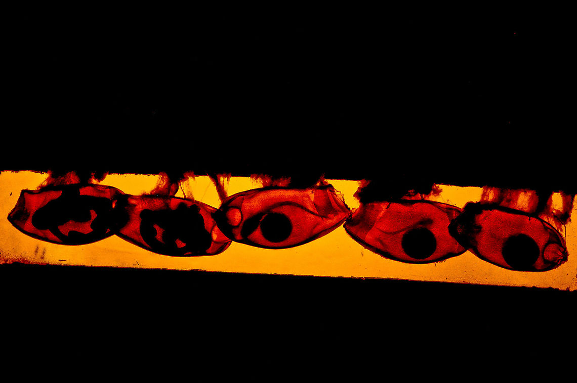 Whitespotted Bamboo Shark This wasn&#039;t taken in the wild, but the eggs and the little shark are alive. It&#039;s interested because it shows how Whitespotted Bamboo Shark is hatched. <br />
This was my first picture published in National Geo. magazin and i hope not the last. Baby,Baby Sharks,Chiloscyllium plagiosum,Eggs,Sharks,Whitespotted bamboo shark