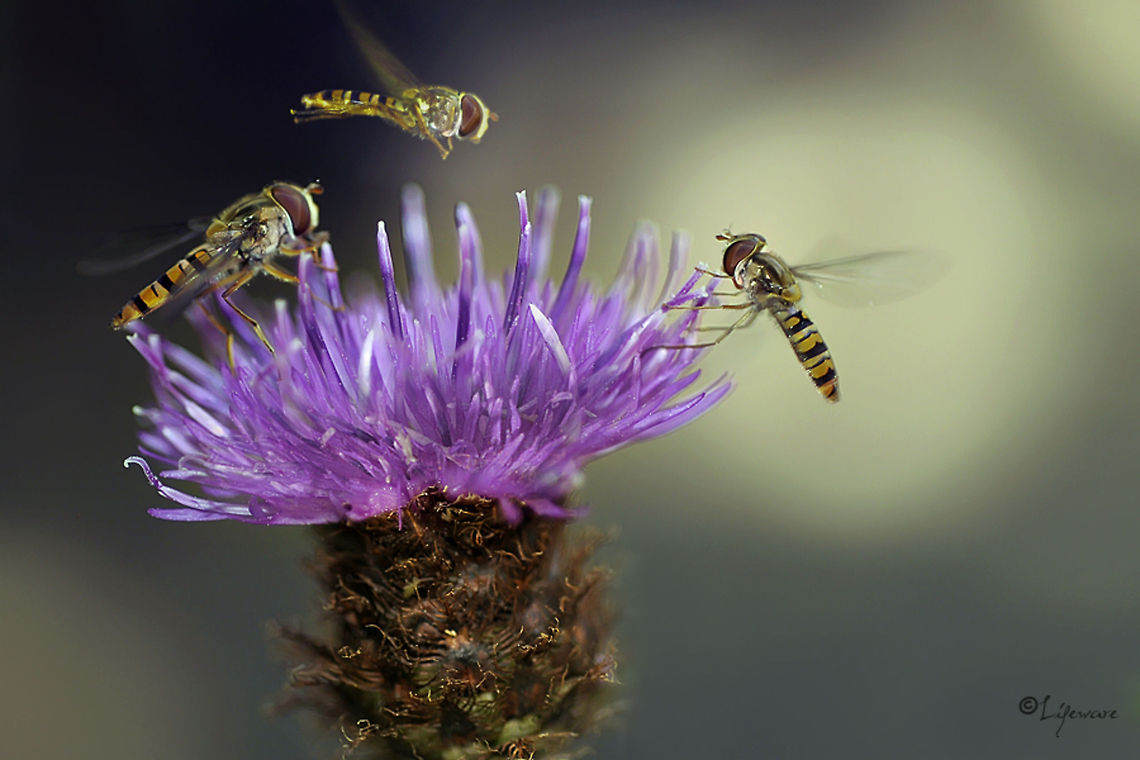 Three hoverflies circle a thistle Great macro shot of three hoverflies together feasting on a beautiful flower. Episyrphus balteatus,Hoverflies,Insects,Marmalade Hoverfly,The Netherlands,closeup,nature
