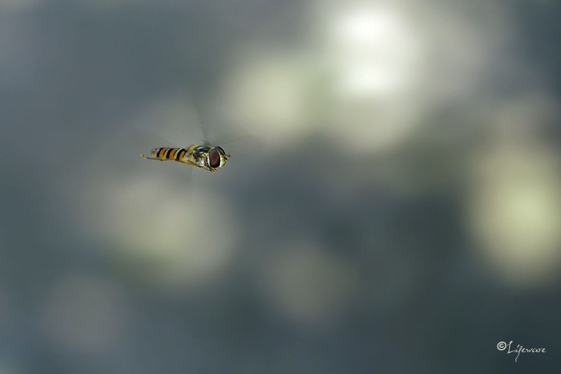 Hoverfly in flight Great closeup of a hoverfly during flight. Episyrphus balteatus,Marmalade Hoverfly,Nederland,closeup,hoverfly,lifeware,macro