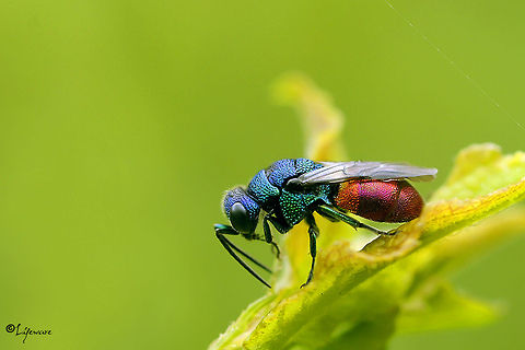 Gold wasp Fantastic macro of a Gold wasp, called like that for their metallic-like body color.  Chrysididae,Hedychrum,Hedychrum rutilans,Hymenoptera,bugs,gold wasp,insects,lifeware,macro,nature,wasp
