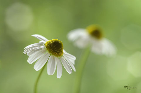 Chamomile Depth of Field Field Flowers,Matricaria chamomilla,chamomile,closeup,dof,flowers,healing,health,lifeware,nature