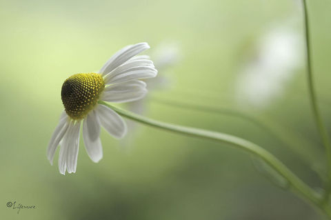 Chamomile Depth of Field Closeup,Flowers,Wildflowers,chamomile,dof,healing,health,lifeware,nature