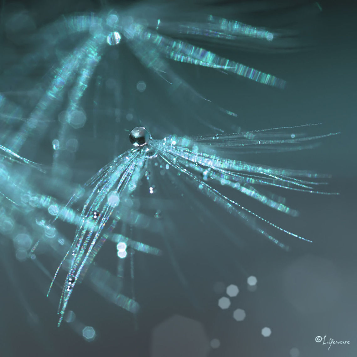 Dandelion fluff Raindrops on a dandelion fluff. Dandelion fluff,Taraxacum officinale,bokeh,dandelion,droplets,fluff,lifeware,macro,nature,water