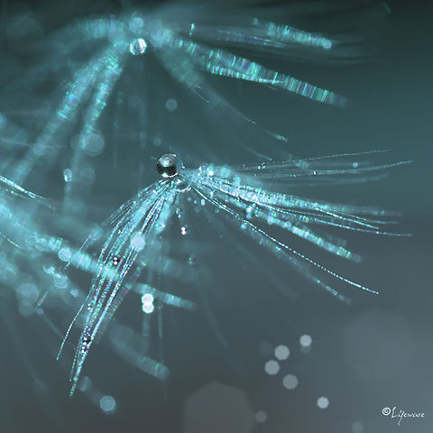 Dandelion fluff Raindrops on a dandelion fluff. Dandelion fluff,Taraxacum officinale,bokeh,dandelion,droplets,fluff,lifeware,macro,nature,water