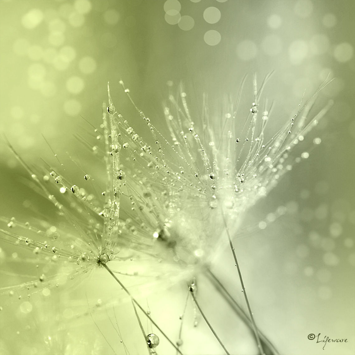 Dandelion fluff Raindrops on dandelion fluff. Dandelion fluff,Taraxacum officinale,bokeh,dandelion,droplets,fluff,lifeware,macro,nature,water