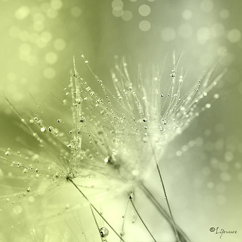 Dandelion fluff Raindrops on dandelion fluff. Dandelion fluff,Taraxacum officinale,bokeh,dandelion,droplets,fluff,lifeware,macro,nature,water
