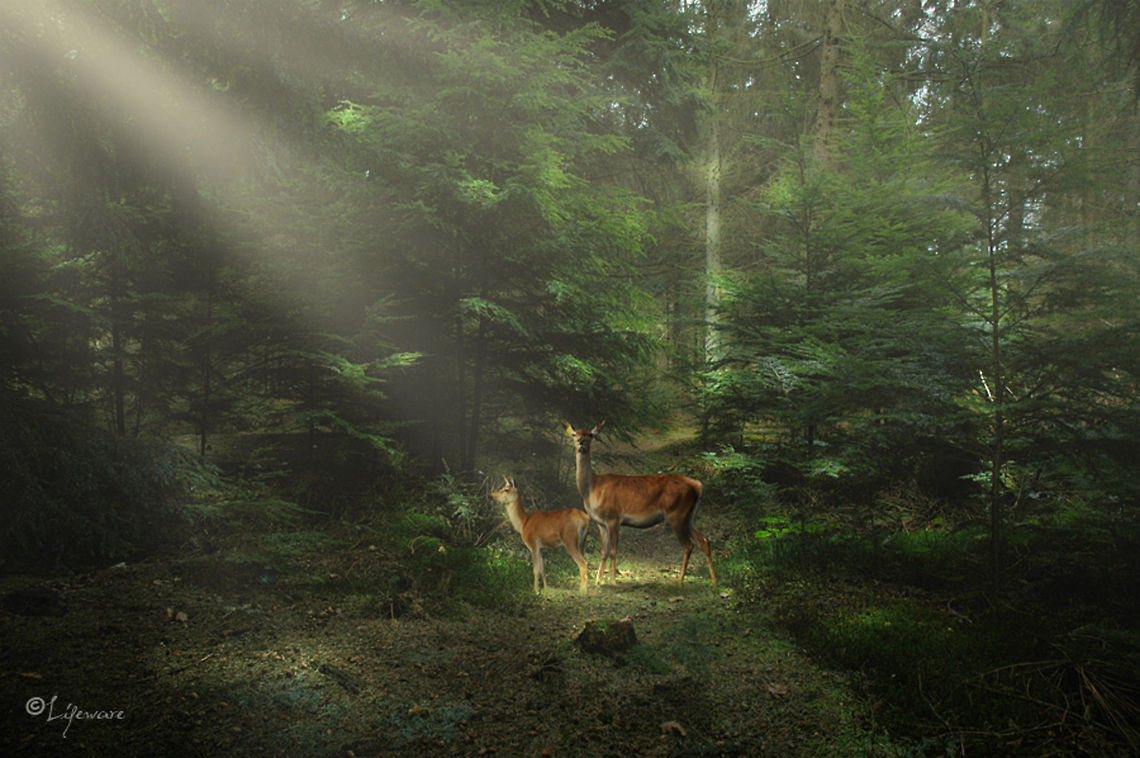 Deer in the spotlight Deer, mother and kid.<br />
Veluwe, the Netherlands Cervus elaphus,Red deer,art,deer,lifeware,montage,nature,sun,veluwe