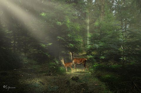 Deer in the spotlight Deer, mother and kid.
Veluwe, the Netherlands Cervus elaphus,Red deer,art,deer,lifeware,montage,nature,sun,veluwe