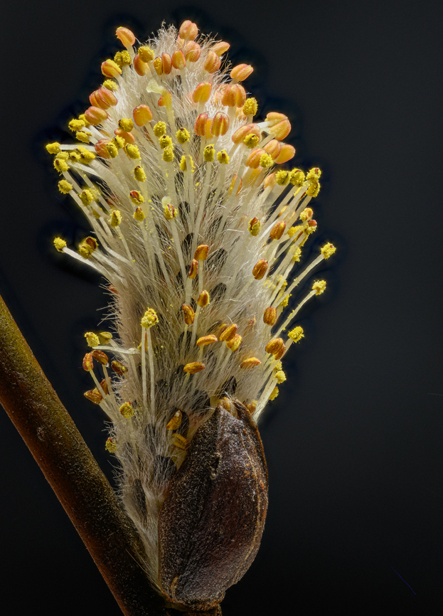 Salix Discolor 2024-03-27 West Michigan, USA From a pussy willow bush on the edge of a wetland area. Photographed with a Nikkor 105mm AF lens, stacked in Helicon Focus. I suggest you &#039;load original&#039; and pan around. Geotagged,Glaucous willow,Salix discolor,Spring,United States