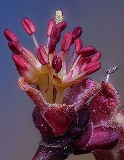 Acer rubrum 2024-03-16 SW Michigan USA Male red maple flower- the red maples were flowering profusely then, but mostly quite high off the ground. Found this on a small tree with flowering branches within my reach, on the edge of the woods. I tried to find a female flower, examining perhaps a dozen similar small trees, without success. Do the females favor large trees, out of my reach? I would think that the timing of male and female flower emergence would be similar. Acer rubrum,Geotagged,Red Maple,United States,Winter