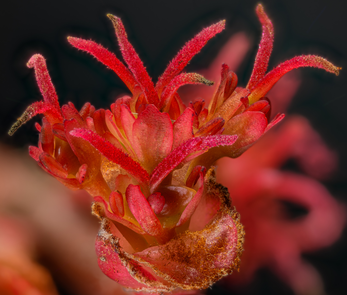 Acer rubrum 2024-04-04 SW Michigan USA Female red maple flower. I finally found a female, on a small tree near the edge of the woods. Acer rubrum,Geotagged,Red Maple,Spring,United States