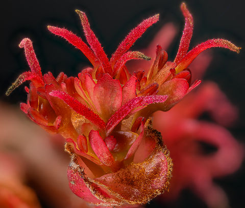 Acer rubrum 2024-04-04 SW Michigan USA Female red maple flower. I finally found a female, on a small tree near the edge of the woods. Acer rubrum,Geotagged,Red Maple,Spring,United States
