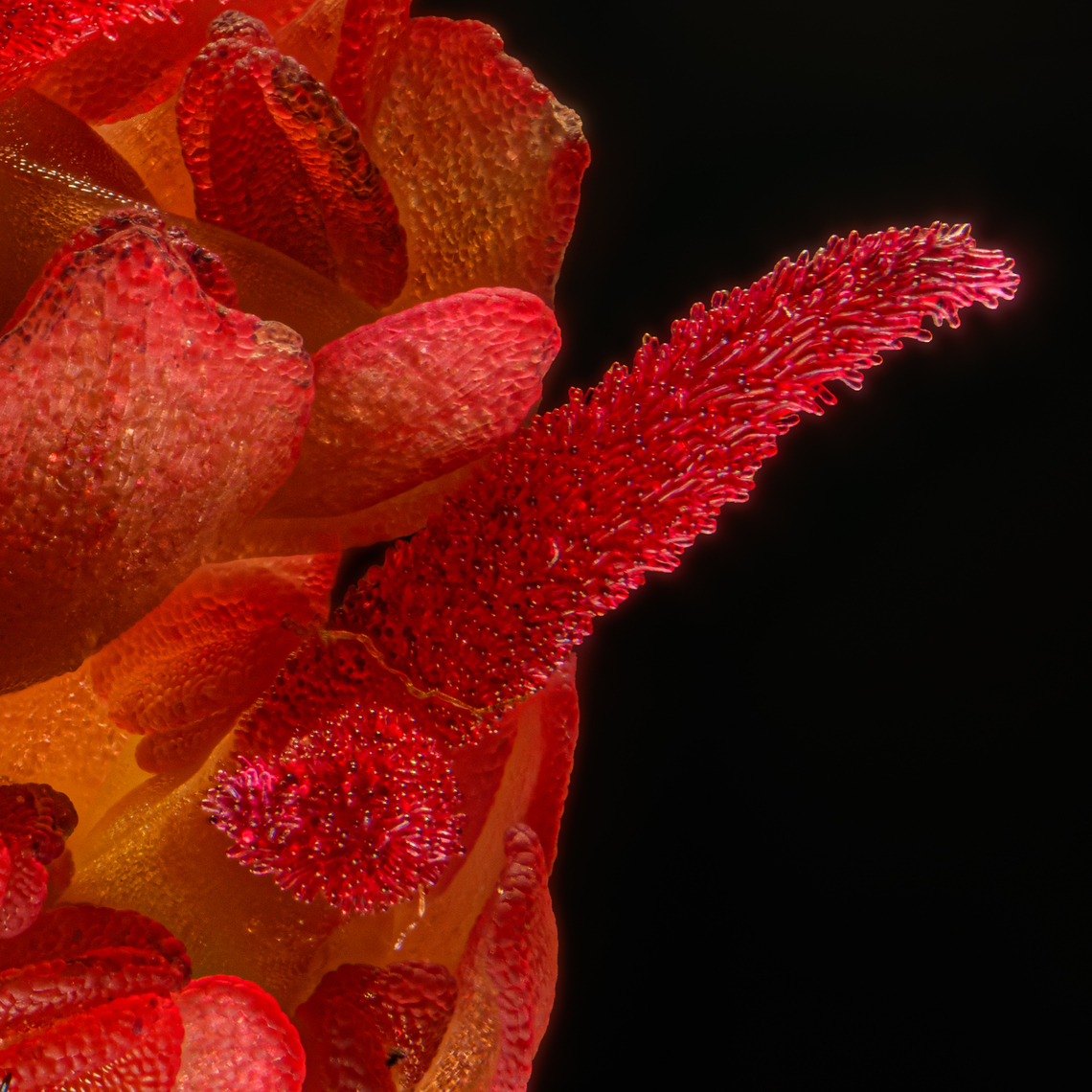 Acer rubrum detail 2024-04-04 SW Michigan USA Female red maple. Photographed with an old 35mm Olympus lens reverse mounted on my Nikkor 105mm AF macro lens (not the newer 105 AF-S which is not quite as sharp). This gives me a ratio of about 4:1. Acer rubrum,Geotagged,Red Maple,Spring,United States